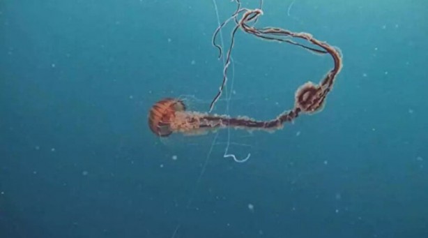 Foto - Tüm bölgelere yayıldı ve zehirli! İstanbul'da dev denizanası