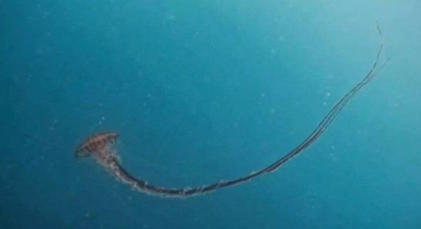 Foto - Tüm bölgelere yayıldı ve zehirli! İstanbul'da dev denizanası