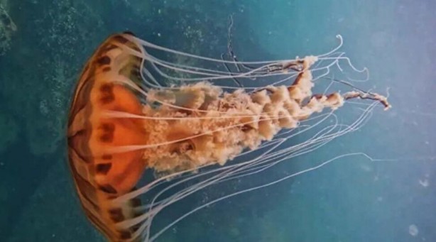 Foto - Tüm bölgelere yayıldı ve zehirli! İstanbul'da dev denizanası