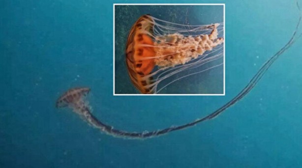 Tüm bölgelere yayıldı ve zehirli! İstanbul'da dev denizanası