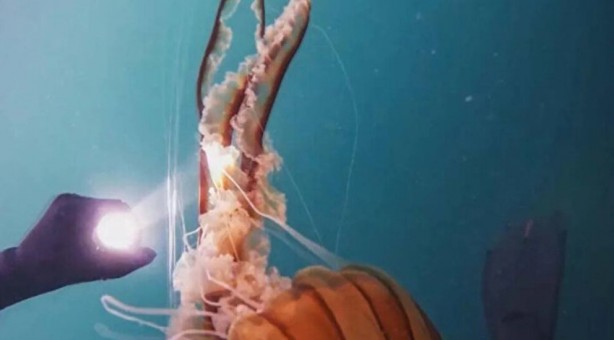 Foto - Tüm bölgelere yayıldı ve zehirli! İstanbul'da dev denizanası