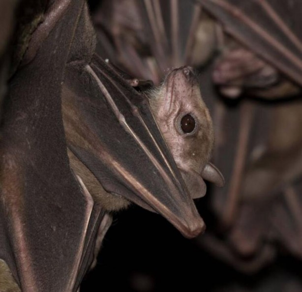 Foto - Tüm dünya bunu merak ediyor! Koronavirüs bakın nasıl ortaya çıktı