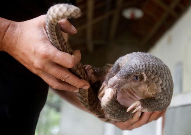 Foto - Tüm dünya bunu merak ediyor! Koronavirüs bakın nasıl ortaya çıktı