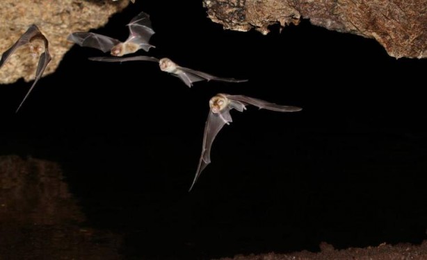 Foto - Tüm dünya bunu merak ediyor! Koronavirüs bakın nasıl ortaya çıktı