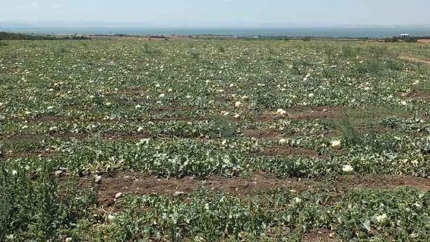 Foto - Tüm dünya onun peşinde! Gözler Bandırma'ya çevrildi