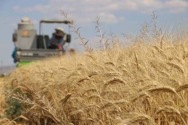 Foto - Tüm dünya Sivas'ın köyündeki o tarlaya gözünü çevirdi! Anbean takip ediyorlar, güzel haberi bekliyorlar