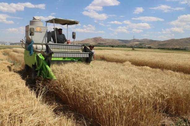 Foto - Tüm dünya Sivas'ın köyündeki o tarlaya gözünü çevirdi! Anbean takip ediyorlar, güzel haberi bekliyorlar