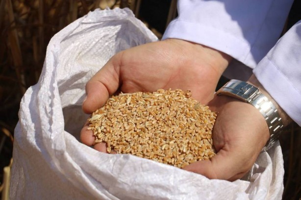 Foto - Tüm dünya Sivas'ın köyündeki o tarlaya gözünü çevirdi! Anbean takip ediyorlar, güzel haberi bekliyorlar