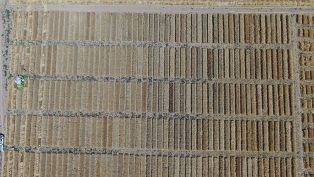 Tüm dünya Sivas'ın köyündeki o tarlaya gözünü çevirdi! Anbean takip ediyorlar, güzel haberi bekliyorlar