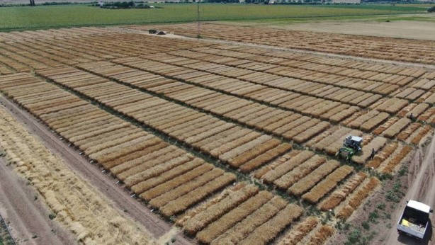 Foto - Tüm dünya Sivas'ın köyündeki o tarlaya gözünü çevirdi! Anbean takip ediyorlar, güzel haberi bekliyorlar