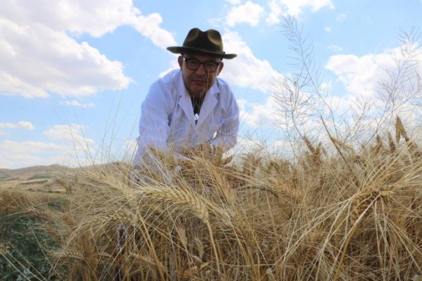 Foto - Tüm dünya Sivas'ın köyündeki o tarlaya gözünü çevirdi! Anbean takip ediyorlar, güzel haberi bekliyorlar