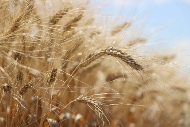 Foto - Tüm dünya Sivas'ın köyündeki o tarlaya gözünü çevirdi! Anbean takip ediyorlar, güzel haberi bekliyorlar