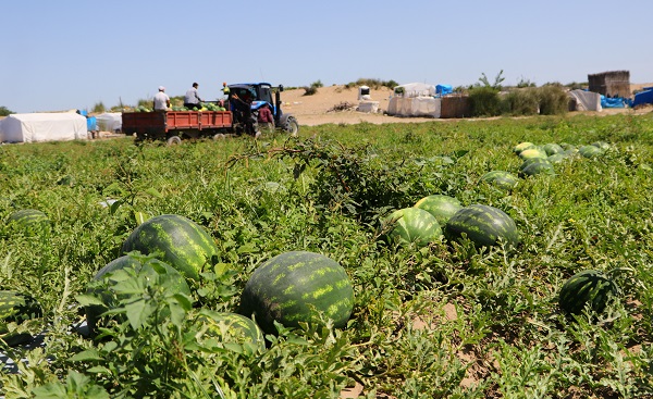 Foto - Tüm dünya sofralarını süslüyor! Türkiye, Çin'den sonra ikinci oldu