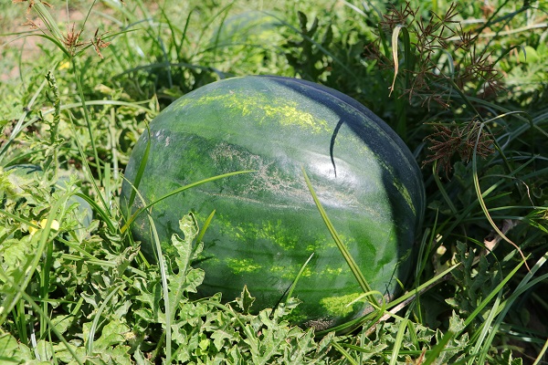 Foto - Tüm dünya sofralarını süslüyor! Türkiye, Çin'den sonra ikinci oldu