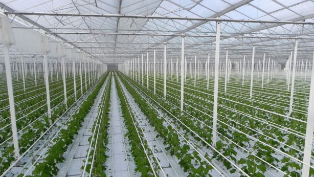 Tüm dünyaya Konya'ya kilitlendi! Gelecek müjdeli haber dünya tarımında her şeyi sil baştan değiştirebilir