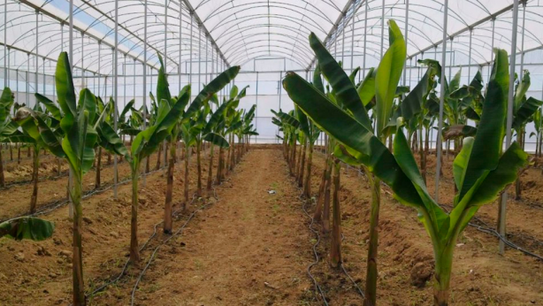 Foto - Tüm dünyaya Konya'ya kilitlendi! Gelecek müjdeli haber dünya tarımında her şeyi sil baştan değiştirebilir