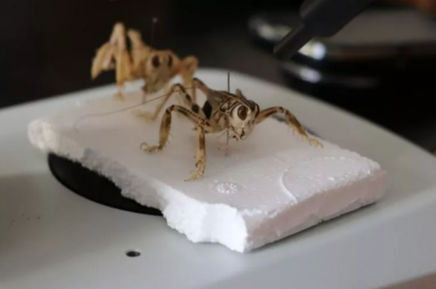 Foto - Tüm dünya tanıyor! Sadece Türkiye'de var