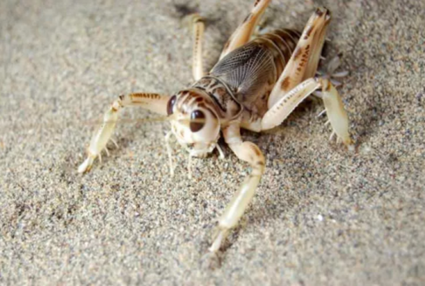 Foto - Tüm dünya tanıyor! Sadece Türkiye'de var