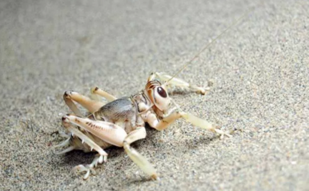 Foto - Tüm dünya tanıyor! Sadece Türkiye'de var