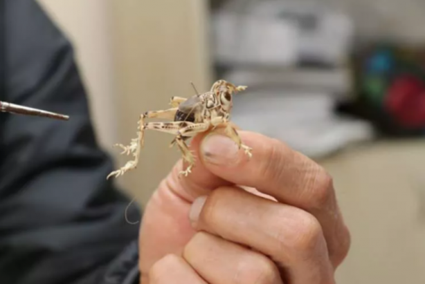 Tüm dünya tanıyor! Sadece Türkiye'de var