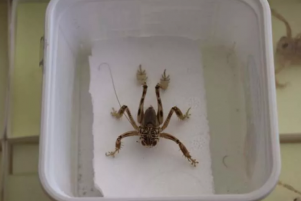 Foto - Tüm dünya tanıyor! Sadece Türkiye'de var