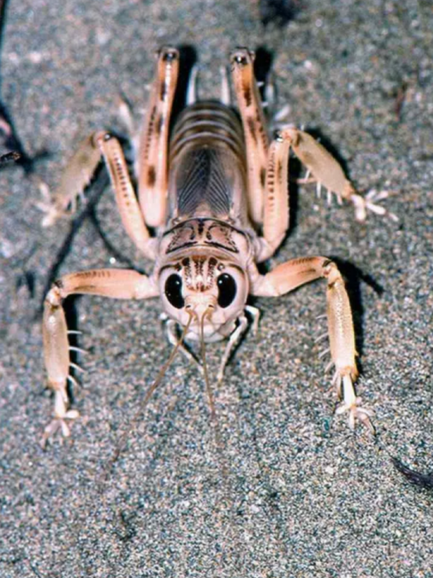 Foto - Tüm dünya tanıyor! Sadece Türkiye'de var