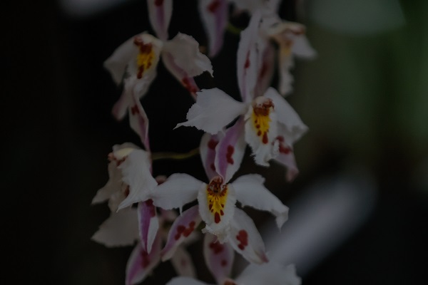 Foto - Tüm gözler bu çiçeklerde