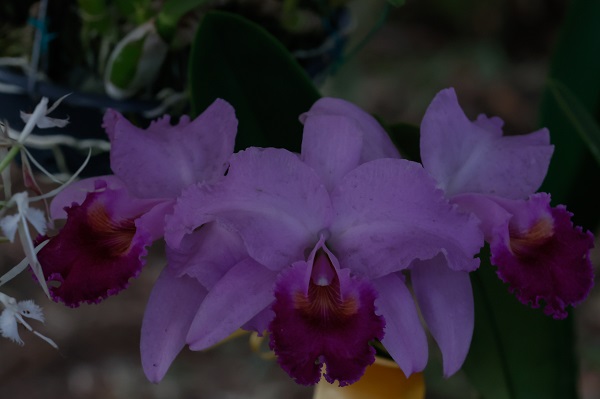 Foto - Tüm gözler bu çiçeklerde