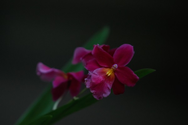 Foto - Tüm gözler bu çiçeklerde