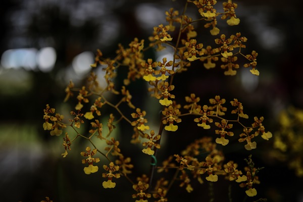Foto - Tüm gözler bu çiçeklerde