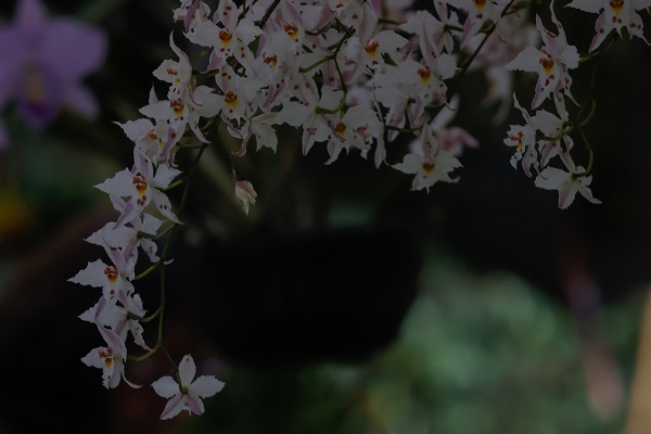 Foto - Tüm gözler bu çiçeklerde