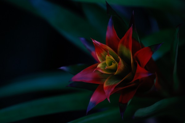 Foto - Tüm gözler bu çiçeklerde