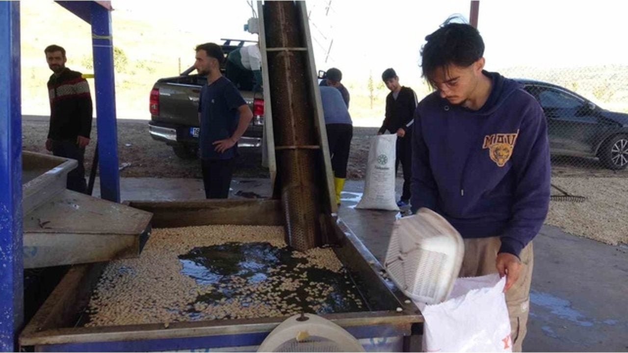 Foto - Tüm işlem 5 dakikada bitiyor! Günün ilk ışıklarıyla birlikte topluyorlar, kilosunu tam 800 TL’den satıyorlar