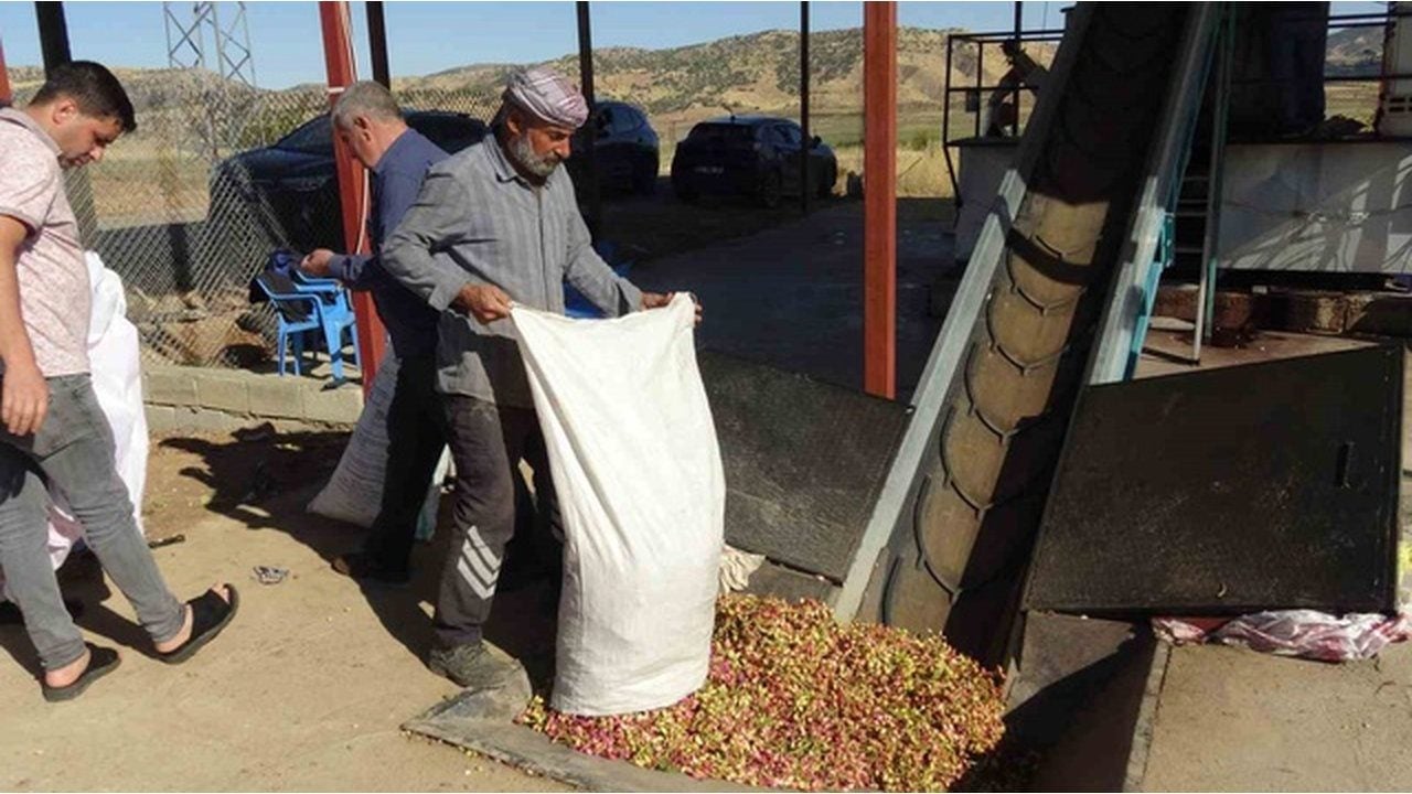 Foto - Tüm işlem 5 dakikada bitiyor! Günün ilk ışıklarıyla birlikte topluyorlar, kilosunu tam 800 TL’den satıyorlar