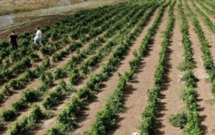 Foto - Tüm İstanbullunun gözü bu tarlada! Duyan işi gücü bırakıp koşa koşa gidiyor