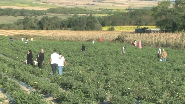 Foto - Tüm İstanbullunun gözü bu tarlada! Duyan işi gücü bırakıp koşa koşa gidiyor