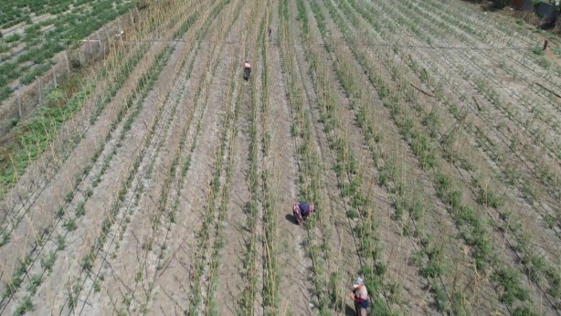Foto - Tüm İstanbullunun gözü bu tarlada! Duyan işi gücü bırakıp koşa koşa gidiyor