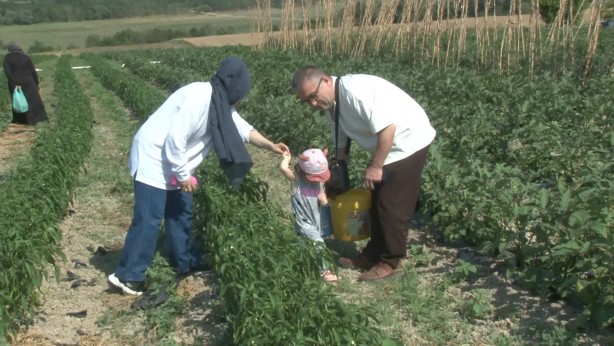 Foto - Tüm İstanbullunun gözü bu tarlada! Duyan işi gücü bırakıp koşa koşa gidiyor