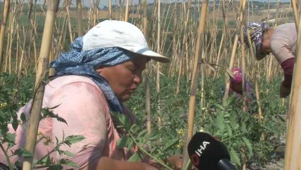 Foto - Tüm İstanbullunun gözü bu tarlada! Duyan işi gücü bırakıp koşa koşa gidiyor