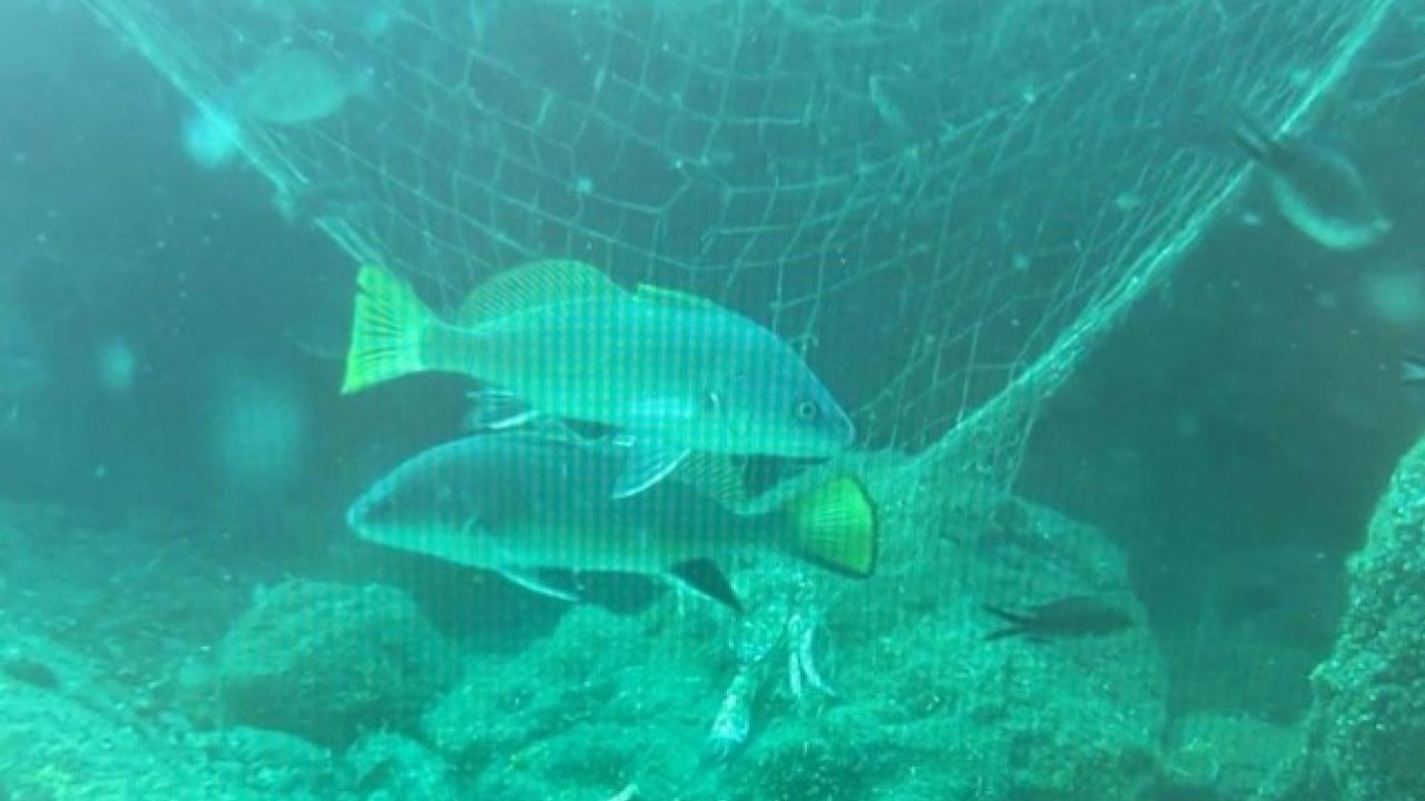 Tüm Karadeniz’i etkisi altına aldı! Sessiz tehlike binlerce canlıyı telef ediyor