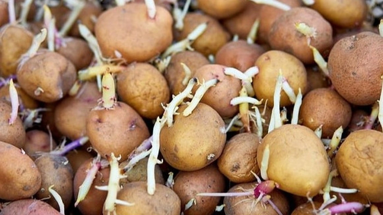 Tüm kış taze kalacak! Patateslerin filizlenmesini önleyen püf nokta