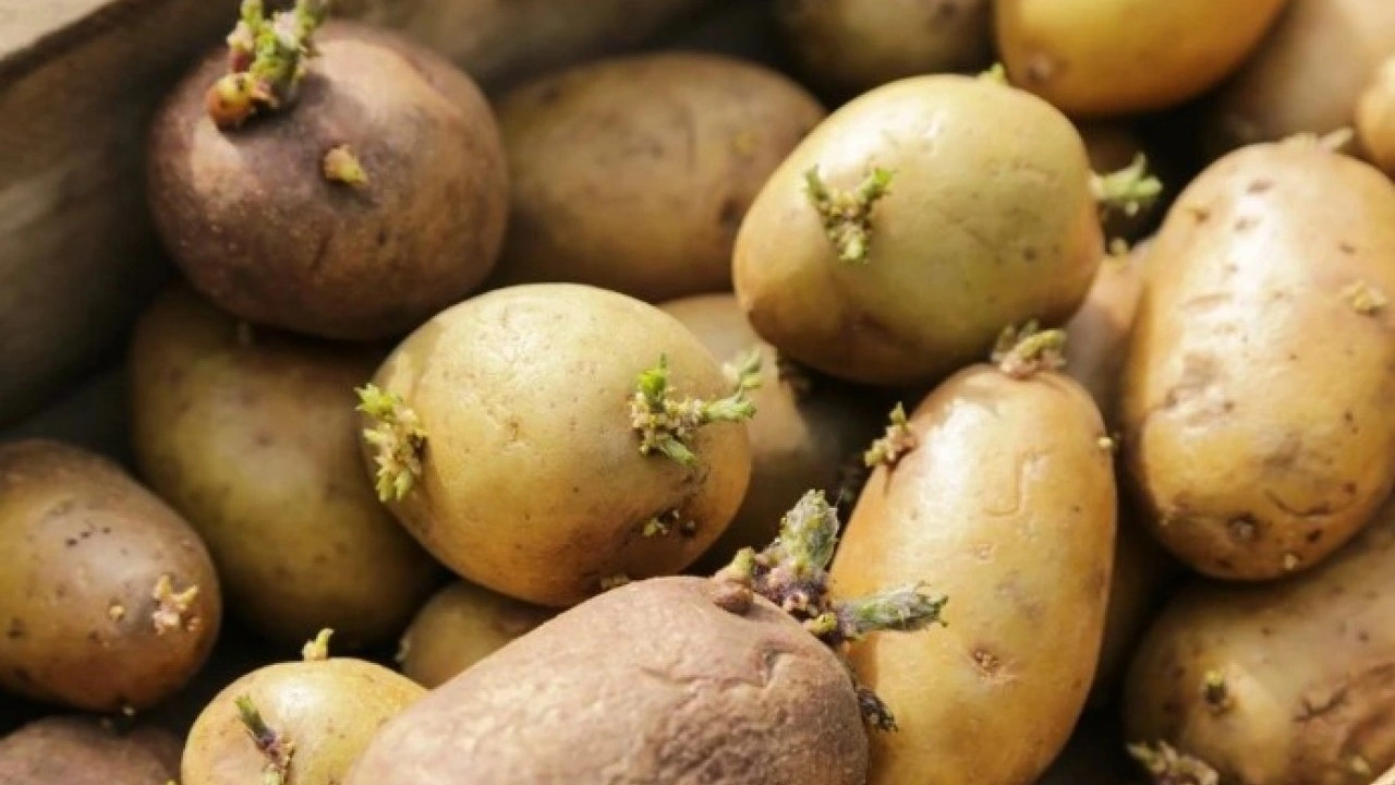 Foto - Tüm kış taze kalacak! Patateslerin filizlenmesini önleyen püf nokta