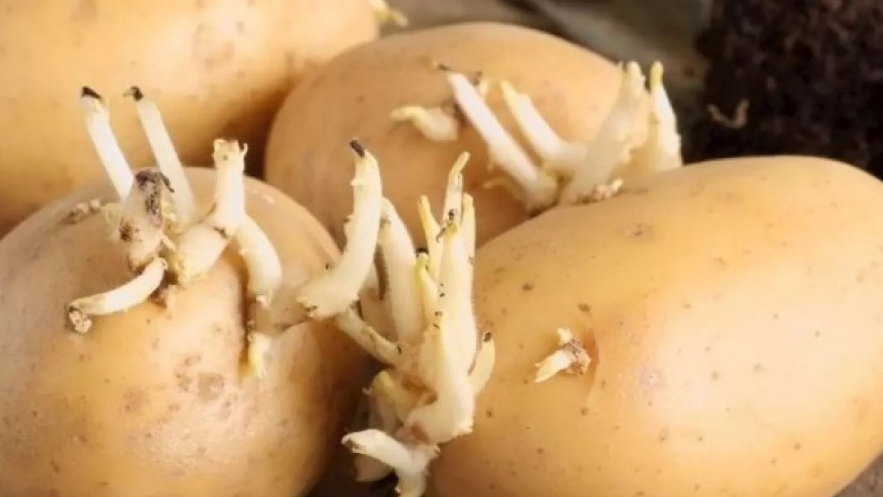 Tüm kış taze kalacak! Patateslerin filizlenmesini önleyen yöntem açıklandı