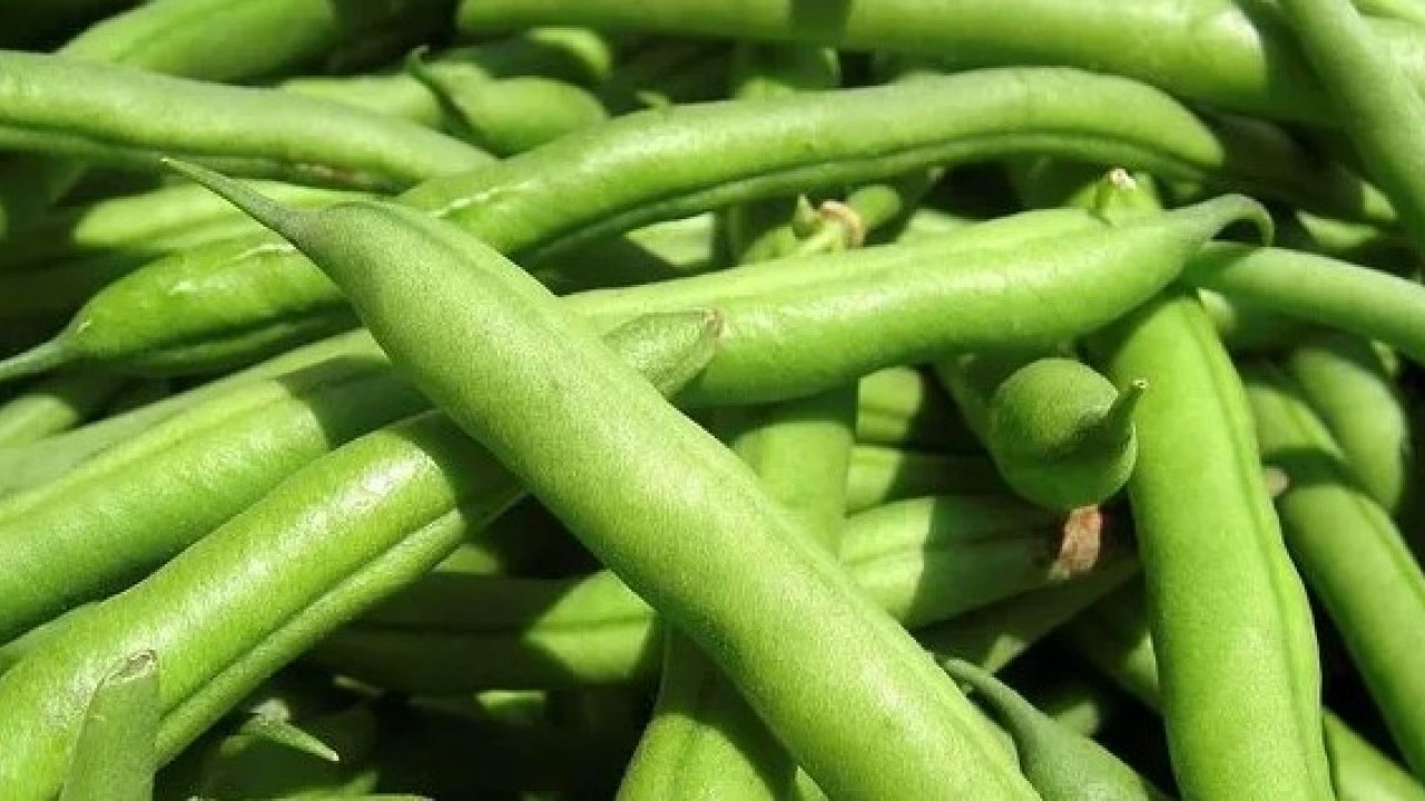 Tüm kış taze tüketebilirsiniz! Taze fasulyeyi dondururken dikkat etmeniz gerekenler