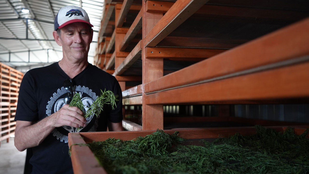 Foto - Tüm mahsule talip oldu! Bayburt tarhunu Amerika yolcusu