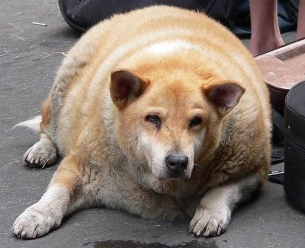 Foto - Tüm sevimliliğiyle 19 hamile hayvan