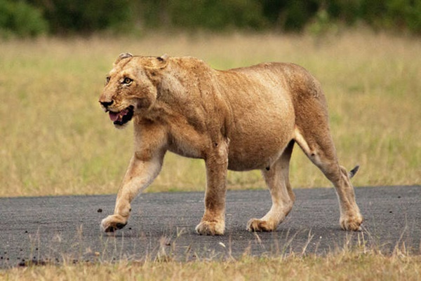 Foto - Tüm sevimliliğiyle 19 hamile hayvan