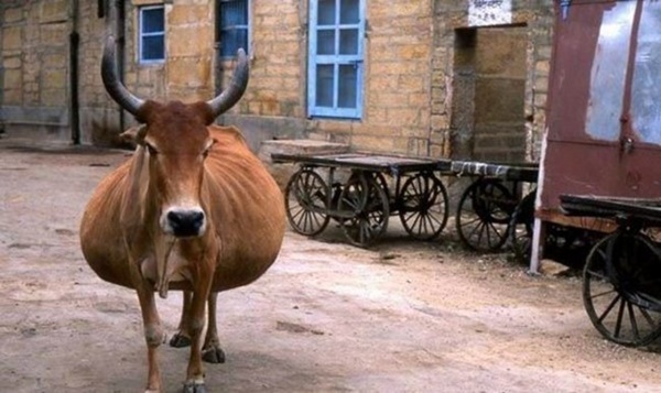 Foto - Tüm sevimliliğiyle 19 hamile hayvan