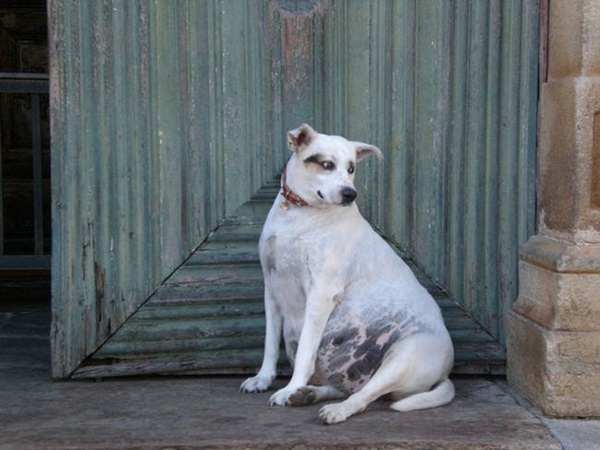 Foto - Tüm sevimliliğiyle 19 hamile hayvan