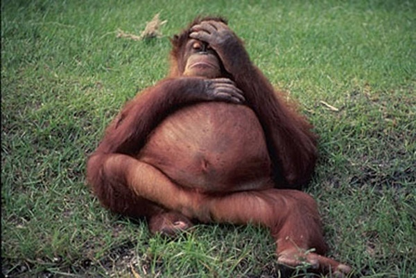 Foto - Tüm sevimliliğiyle 19 hamile hayvan